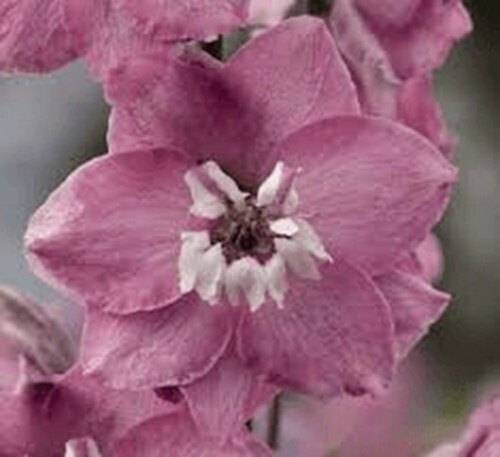 Large delphinium magic - 6, x