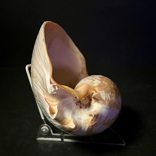 Huge melo umbilicatus - huge,
