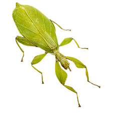 Green leaf insect phyllium - leaf,