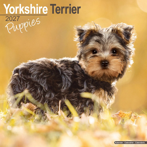 Yorkshire terrier puppies - puppies, 2027