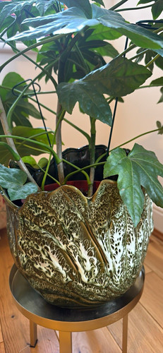 Large mature fatsia - mature, +