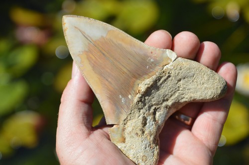 Genuine megalodon shark - megalodon,