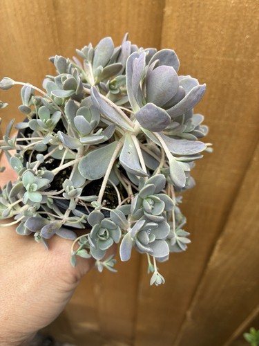 Orostachys chinese dunscap - orostachys,