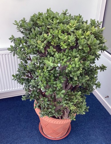 Money plant jade - or,