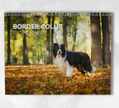 Border collie calendar 2027 - border,