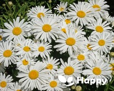 DWARF SHASTA DAISY SILVER
