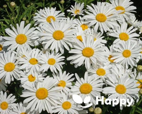 Dwarf shasta daisy silver - dwarf,