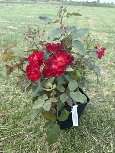 Cheerful charlie - ‘cheerful, charlie’