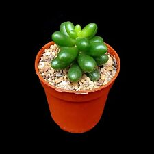 Sedum Hernandezii succulent