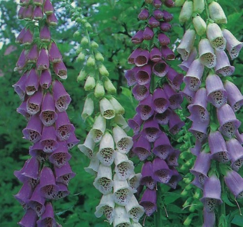 Foxglove excelsior hybrids - hybrids', /