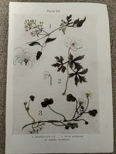 Antique Print 1912 Botanical