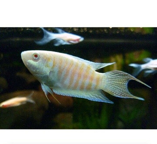 Pack albino paradise gourami - pack,
