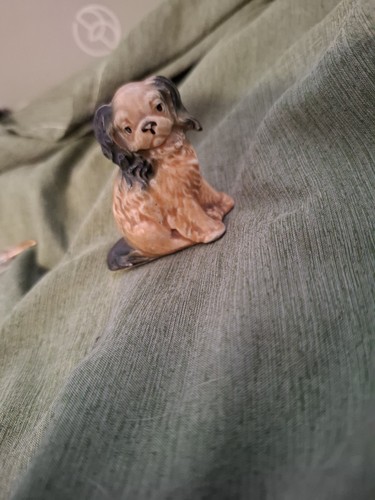 Miniature cavalier spaniel - #22,