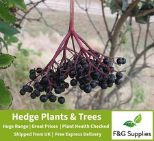 Elder Sambucas native bare root tree saplings whips hedging plants hedge 5 sizes