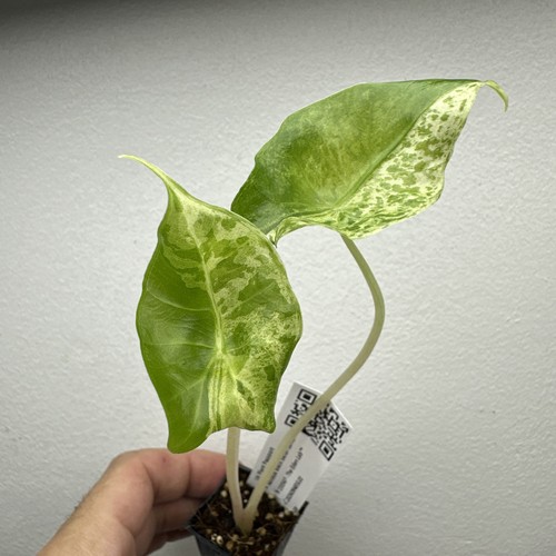 Alocasia black satun - satun, lemon