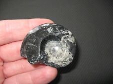 Devonian cephalopod ammonite nautiloid fossil Goniatite polished lovely #3