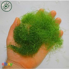 Cheato Algae, Cheatomorpha