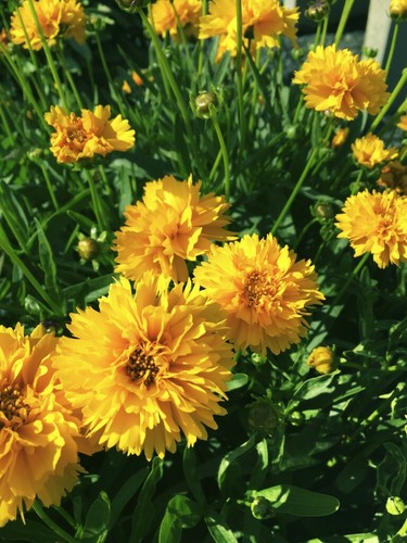 Coreopsis grandiflora early - coreopsis,