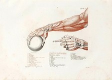 Anatomical Study Wall Art