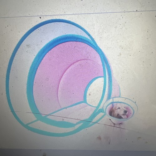 Soft dog cone collar buster - cone,