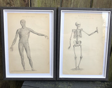 Antique Physiology skeleton engravings anatomy prints body Victorian medical
