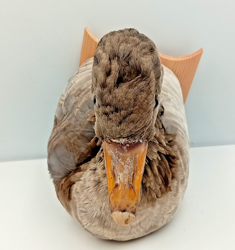 Taxidermy grey goose head wall - grey,