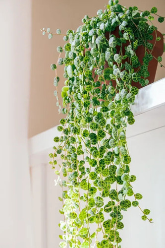 Peperomia prostrata string of - peperomia,