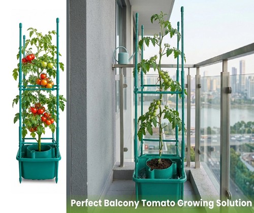 Garden tomato grow - garden, halos