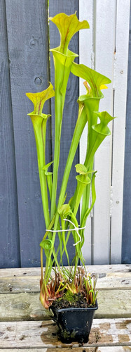 Sarracenia flava var cuprea
