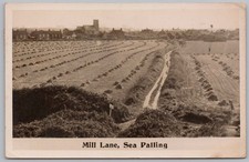 SEA PALLING Norfolk Mill Lane RP Postcard, Postmarked 1952