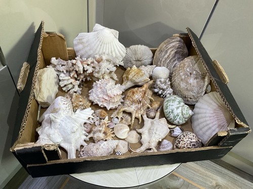 Natural marine seashells coral - natural,