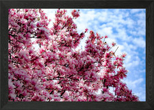 Sweet Pink Magnolia Framed