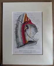 Vintage Anatomical Lung Print