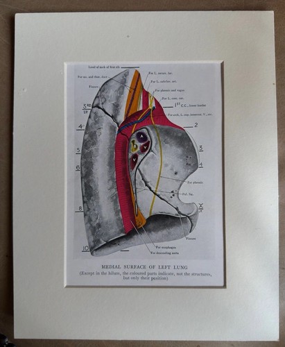 Vintage anatomical lung - anatomical,