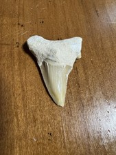 Beautiful Fossil Great White