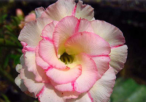 100 adenium obesum double - 100, x