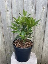 Viburnum tinus 'Eve Price' -