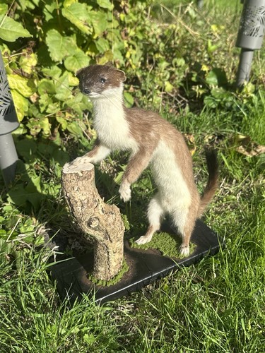 Stoat mammal taxidermy mount - stoat, x