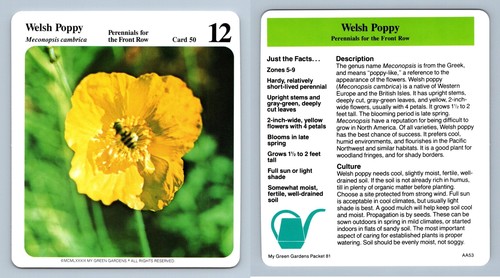 Welsh poppy perennials - poppy, #50