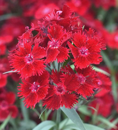 Dianthus rockin red sweet - rockin',