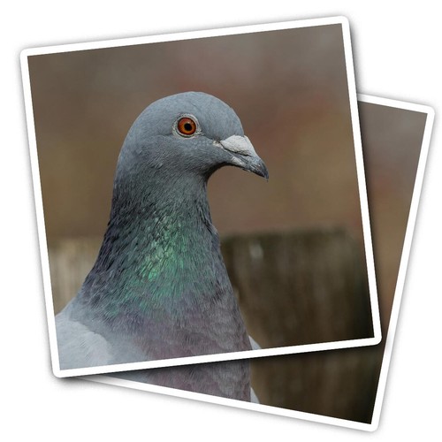 Vinyl stickers pigeon - 2x,