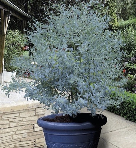 Eucalyptus gunnii - 3x,