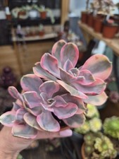 Echeveria Rainbow Clustering