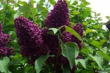 SYRINGA 'MONGE'- LILAC