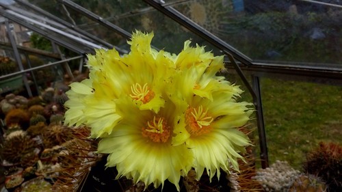 Astrophytum ornatum fresh - astrophytum,