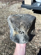 Bargain Extinct Baleen Whale