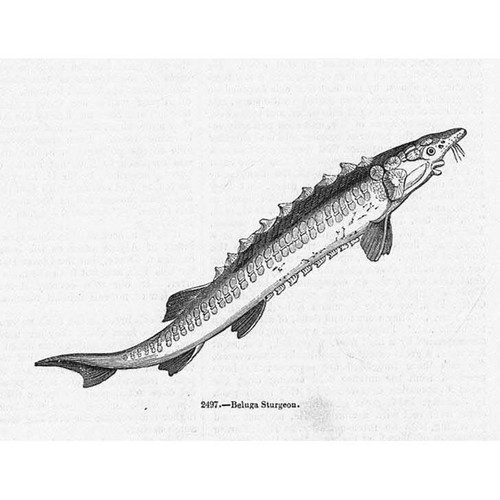 Fish beluga sturgeon - fish,