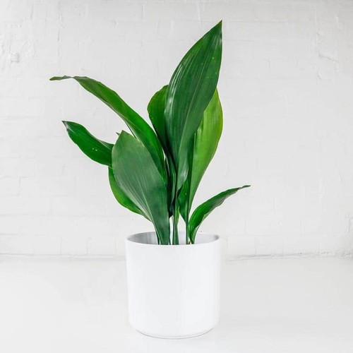 Cast iron plant aspidistra - plant, (aspidistra