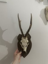 XL Roe Buck Antlers Skull Cap On Shield Plaque - Taxidermy Goth Pagan Witchcraft