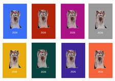 Yorkshire Terrier Yorkie 2026